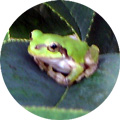 ���܂�����