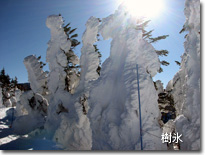 樹氷