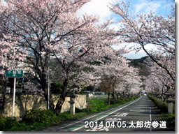 ４月５日桜満開