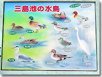 水鳥