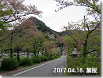 葉桜