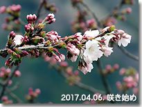 咲き始め