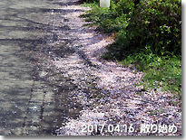 散り始め