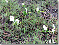 水芭蕉
