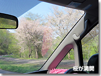 山桜