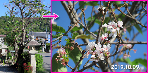 桜