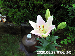 すかしゆり
