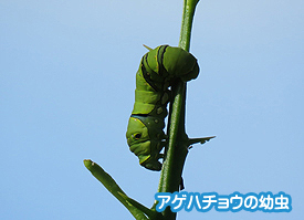 幼虫