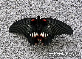 アゲハ蝶