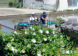 田植え